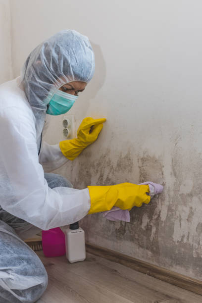 Best Environmental Consulting for Mold Prevention  in Glenarden, MD